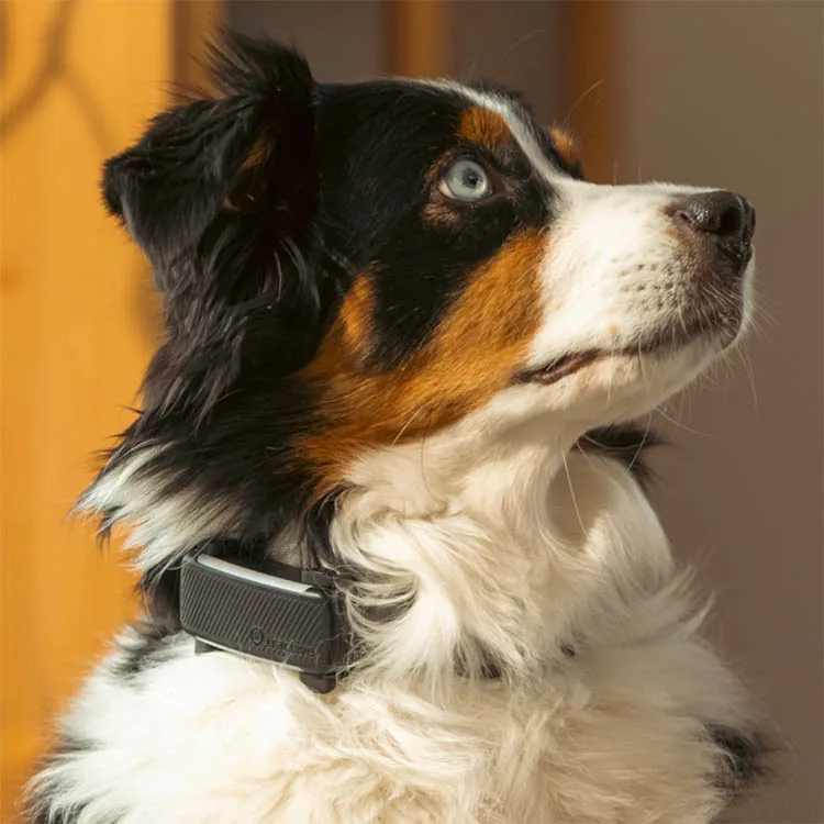 Tractive DOG 6 GPS-tracker för hund